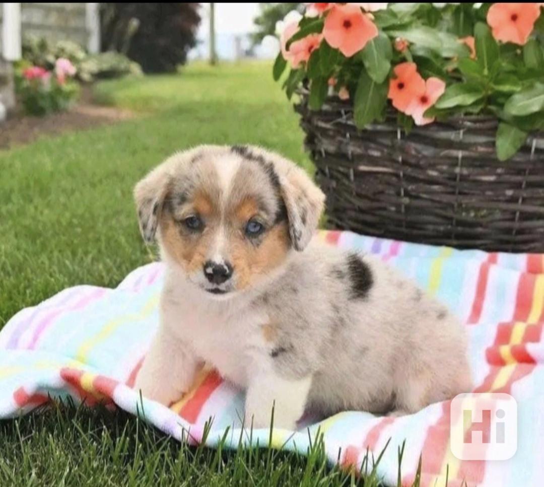 Štěňata australského ovčáka hledají domov. - foto 1