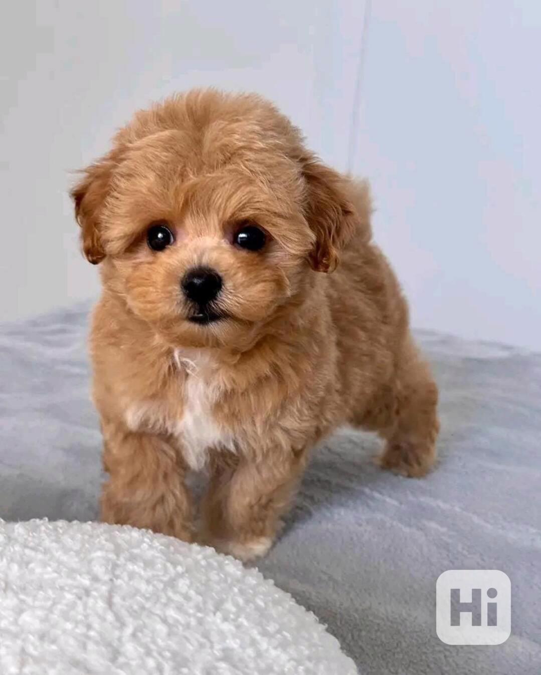 Štěňata maltipoo hledají domov.  - foto 1