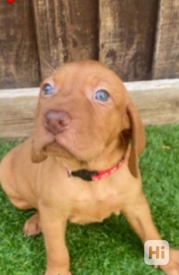 Maďarská vizsla registrovaná v KC - foto 1
