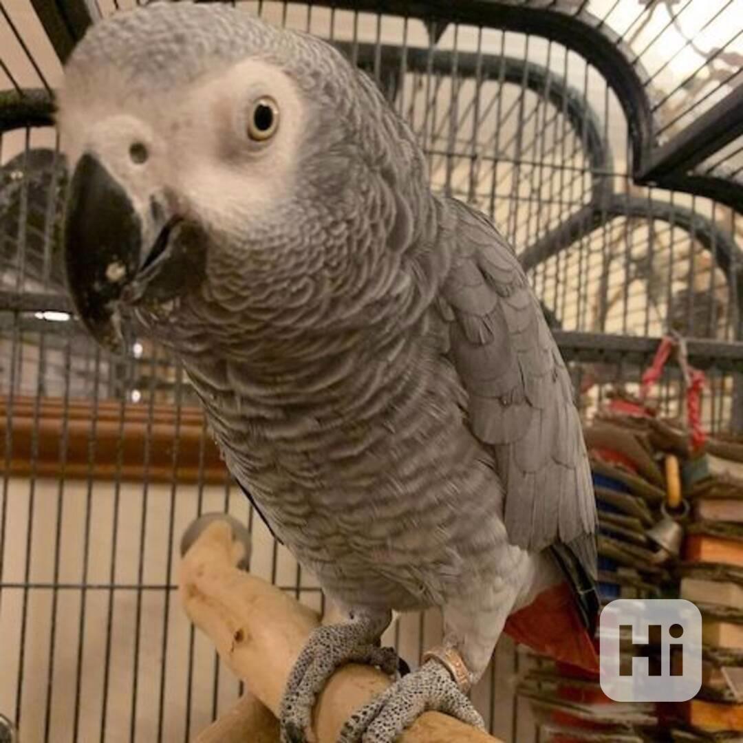 Mláďata papouška šedého super afrického - foto 1