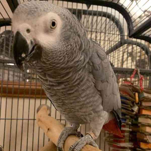 Mláďata papouška šedého super afrického