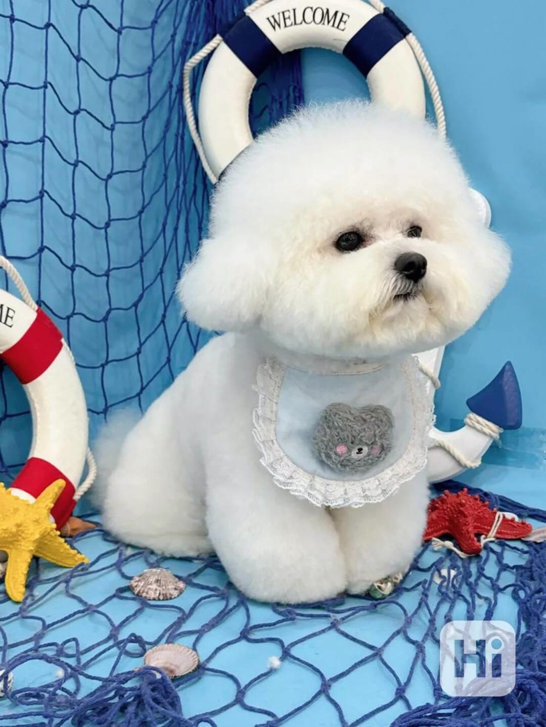  Volná štěňata pejska a fenky bišonka k adopci   - foto 1