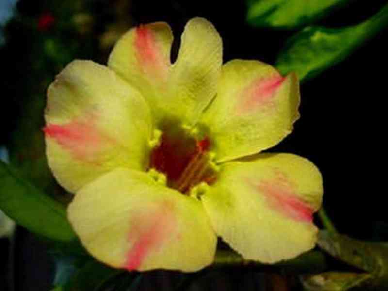 Adenium obesum 'silk of yellow' - semena
