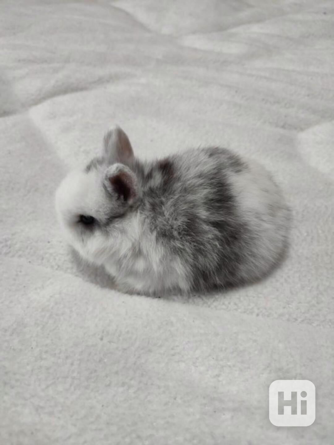 Zakrslý králíček - foto 1