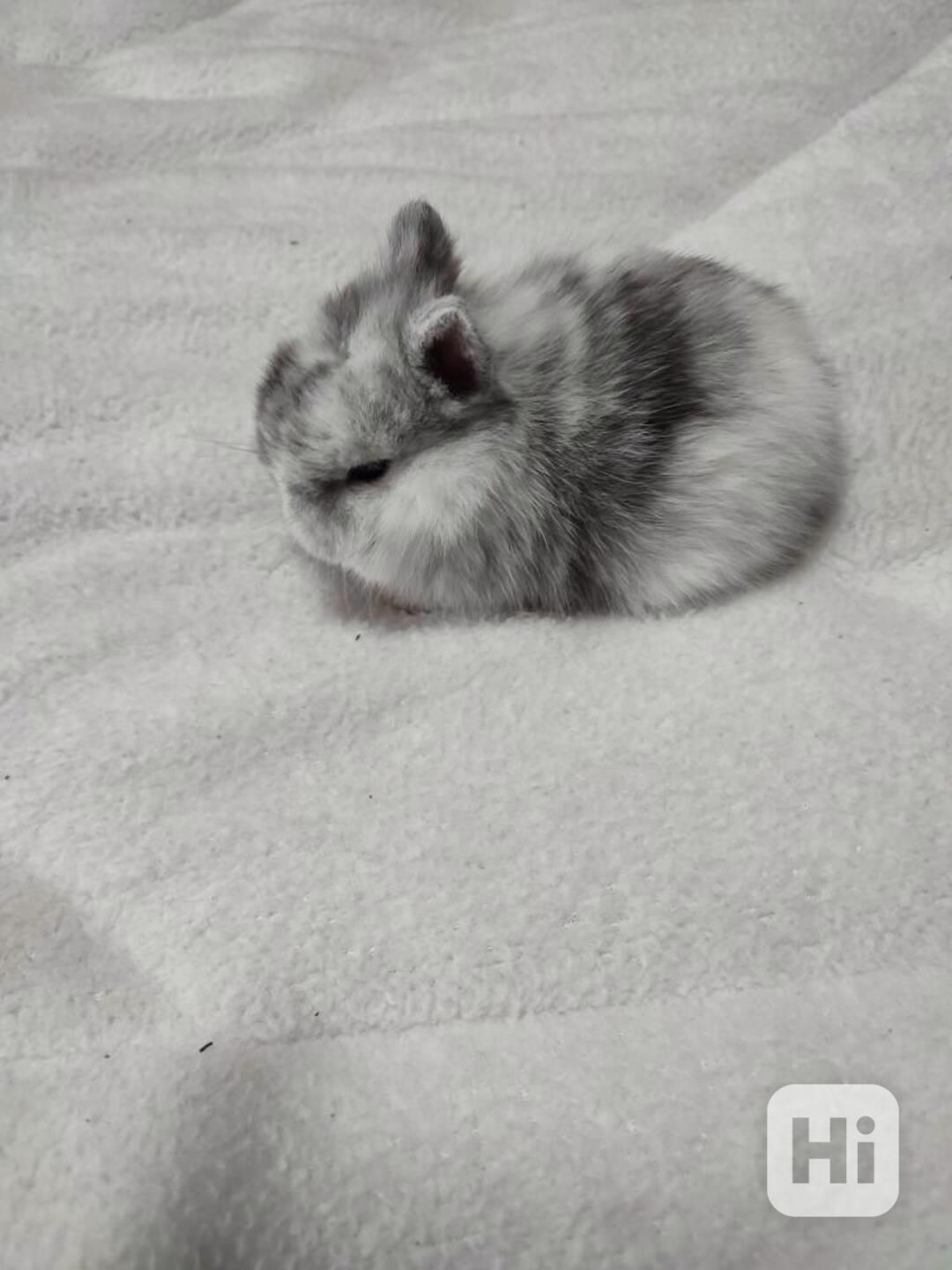 Zakrslý králíček - foto 1