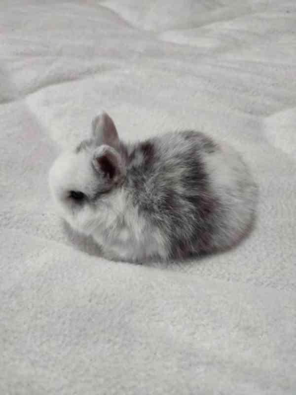 Zakrslý králíček - foto 1