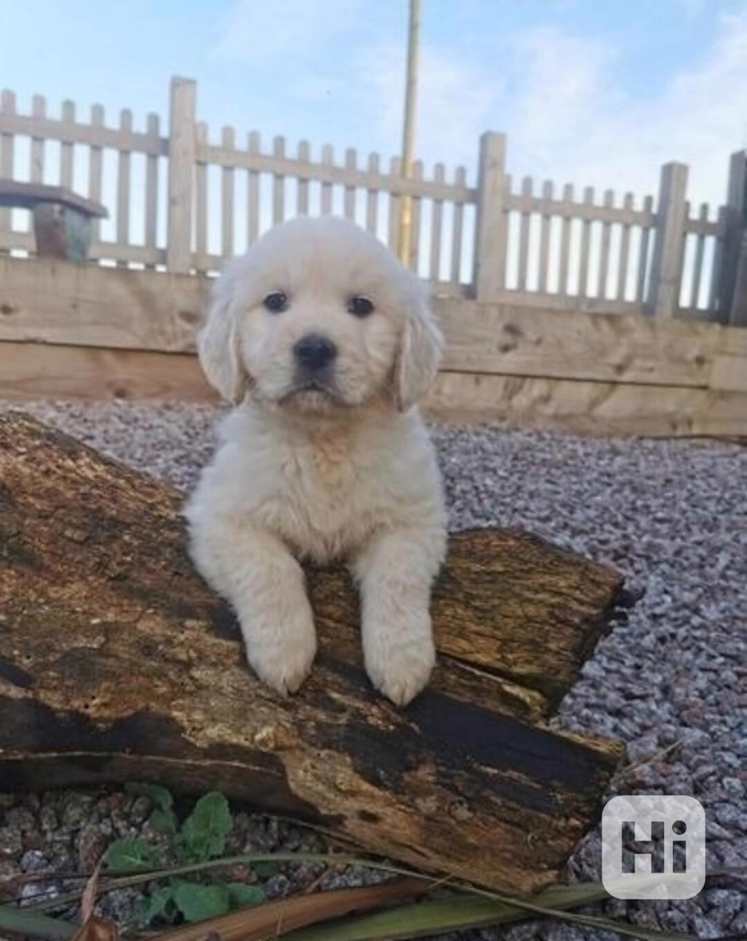 Zdravá štěňata zlatého retrívra potřebují nový domov - foto 1