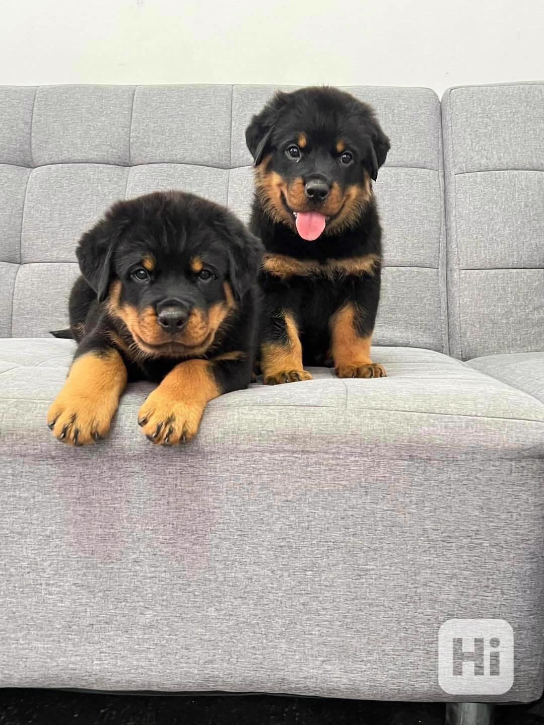 Rottweiler Puppies Available  - foto 1