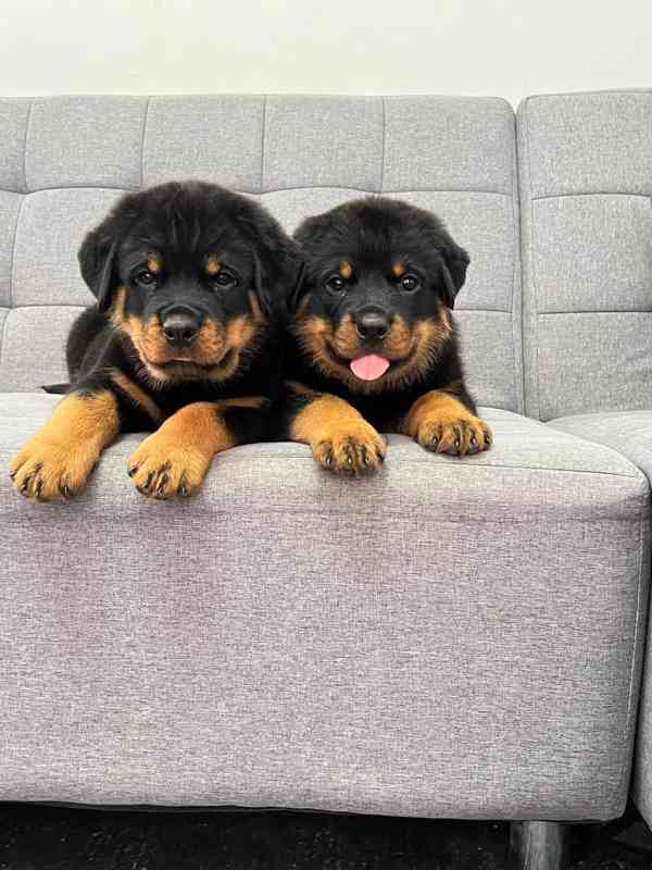 Rottweiler Puppies Available  - foto 3