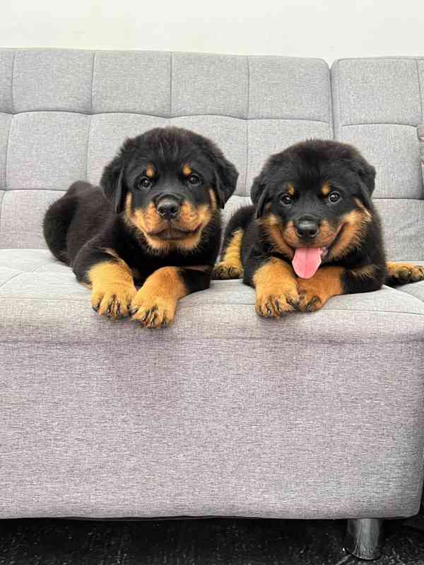 Rottweiler Puppies Available  - foto 2