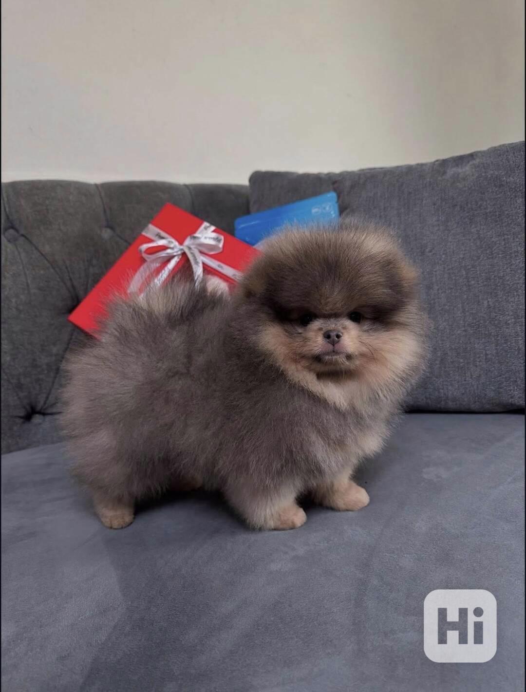 Prodáváme štěňata pomeranského - foto 1