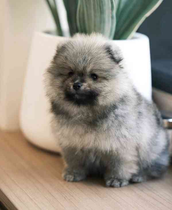 Prodáváme štěňata pomeranského - foto 3