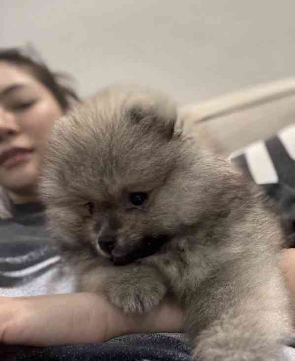 Prodáváme štěňata pomeranského - foto 2