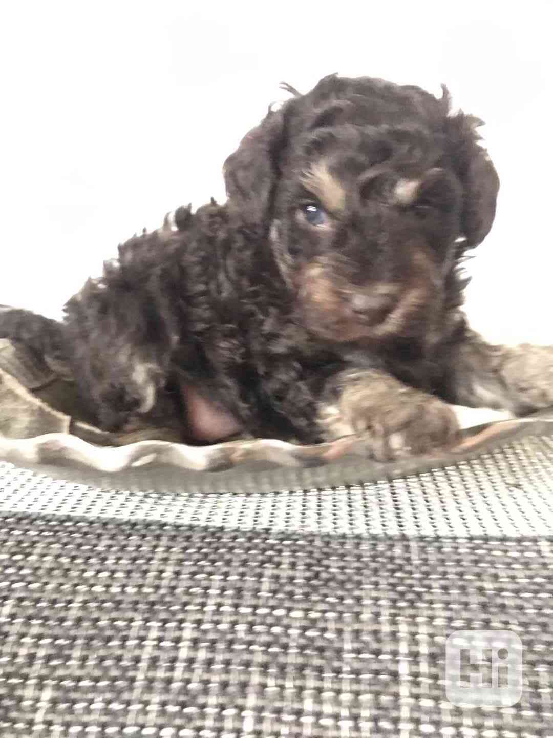 Pudl trpasličí hnědý - foto 1