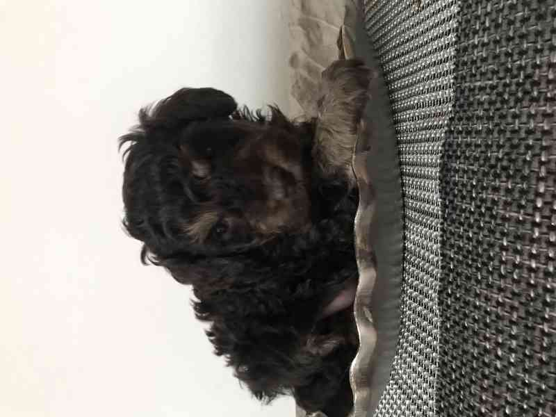 Pudl trpasličí hnědý - foto 2