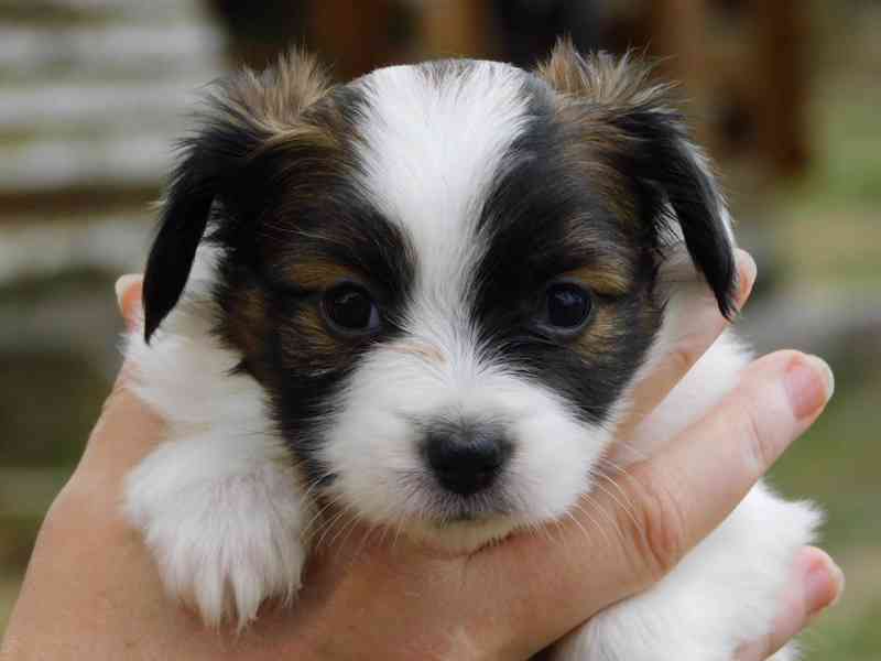 Štěňata papillonů k adopci - foto 2