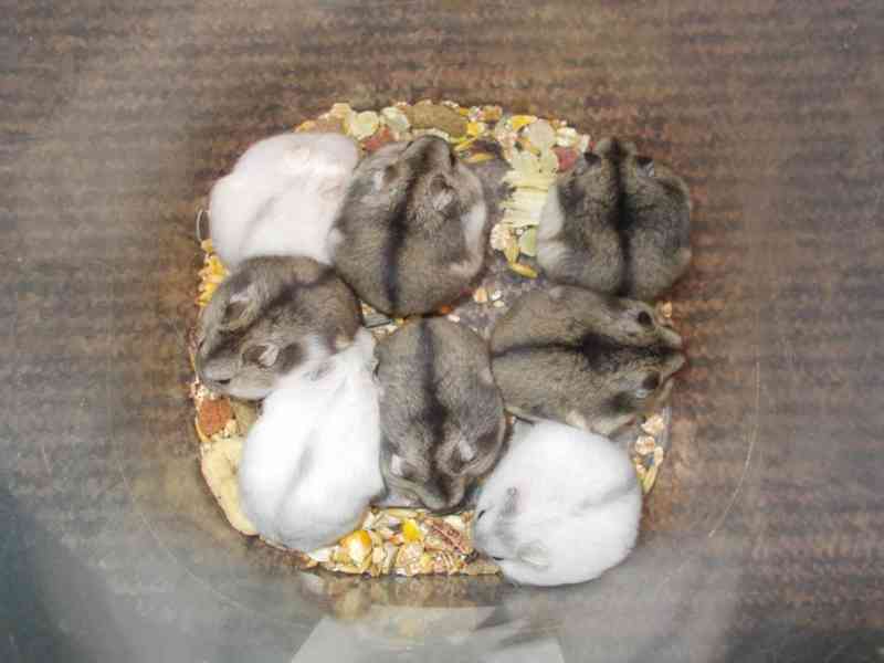 Křečík džungarský - foto 1