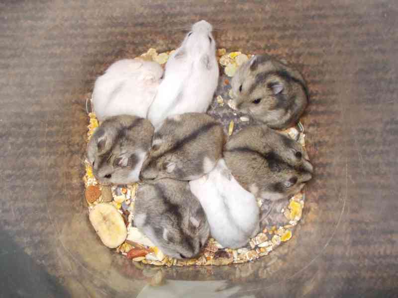 Křečík džungarský - foto 3