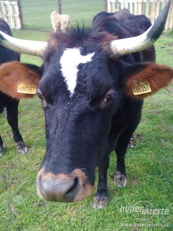 kráva s jalovičkou .... spěchá - foto 2