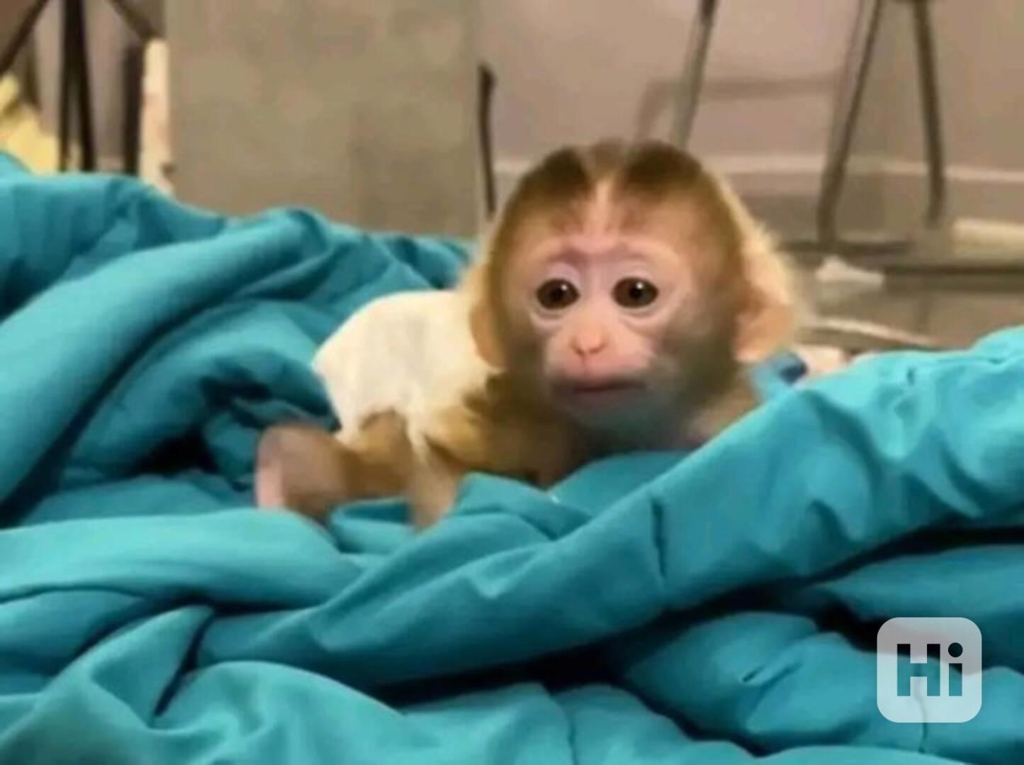 Kapucínské opice připravené k odchodu - foto 1
