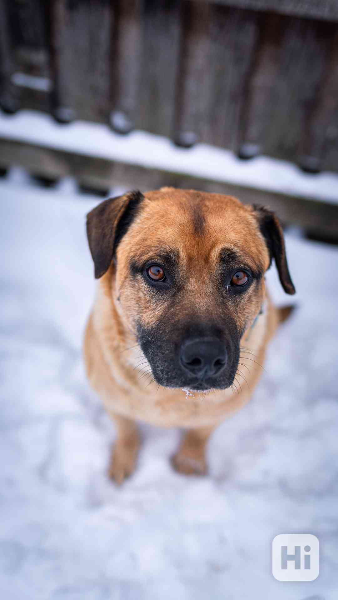 Benula - x bull, 7 let, moc hodný kluk - foto 1