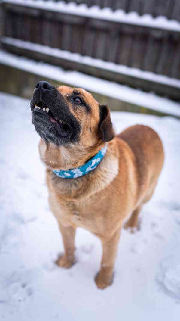 Benula - x bull, 7 let, moc hodný kluk - foto 2