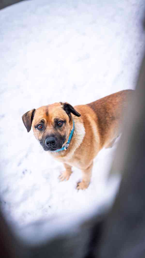 Benula - x bull, 7 let, moc hodný kluk - foto 4