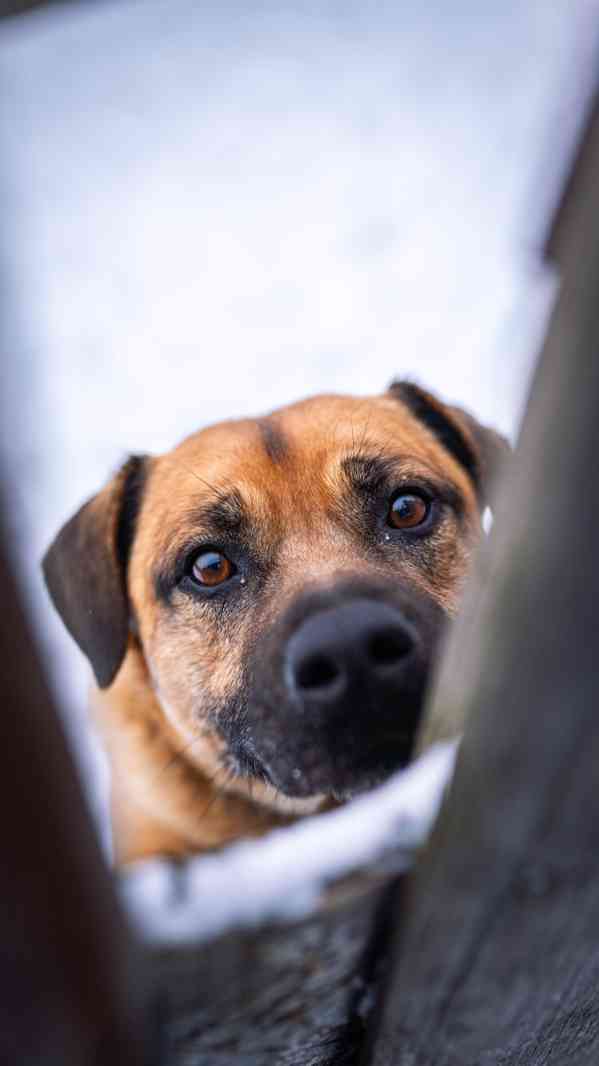 Benula - x bull, 7 let, moc hodný kluk - foto 6