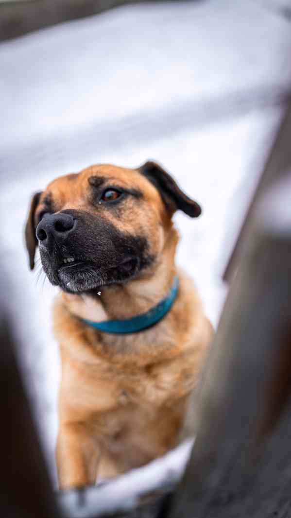 Benula - x bull, 7 let, moc hodný kluk - foto 3