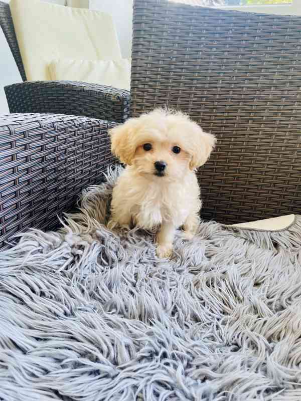Maltipoo  - foto 1