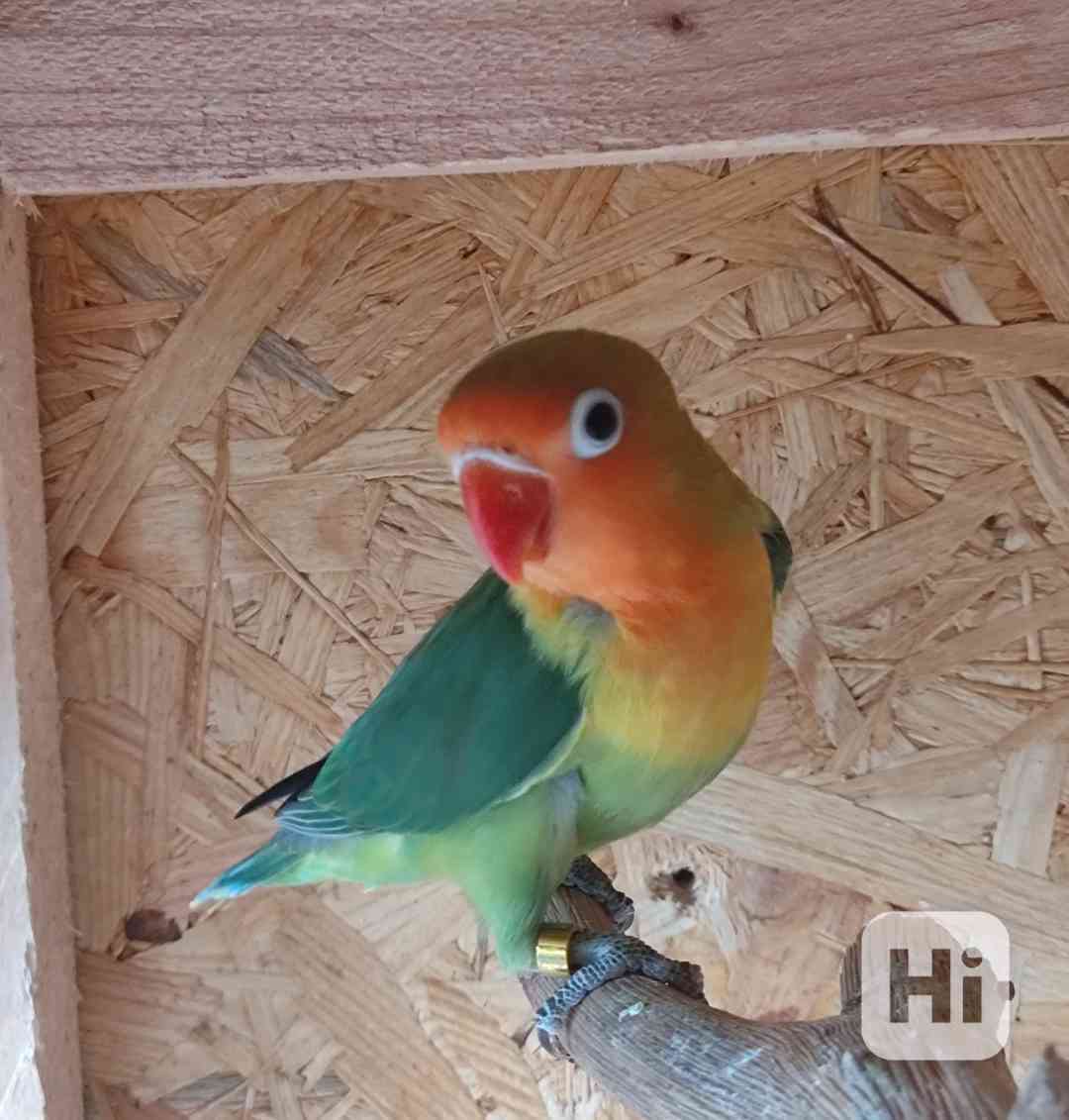 Agapornis Fischeri  - foto 1