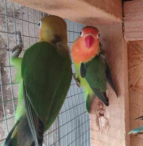 Agapornis Fischeri  - foto 6