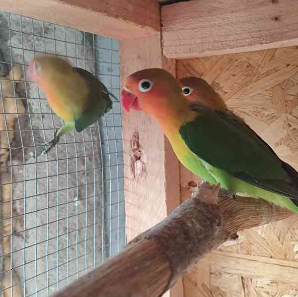 Agapornis Fischeri  - foto 10