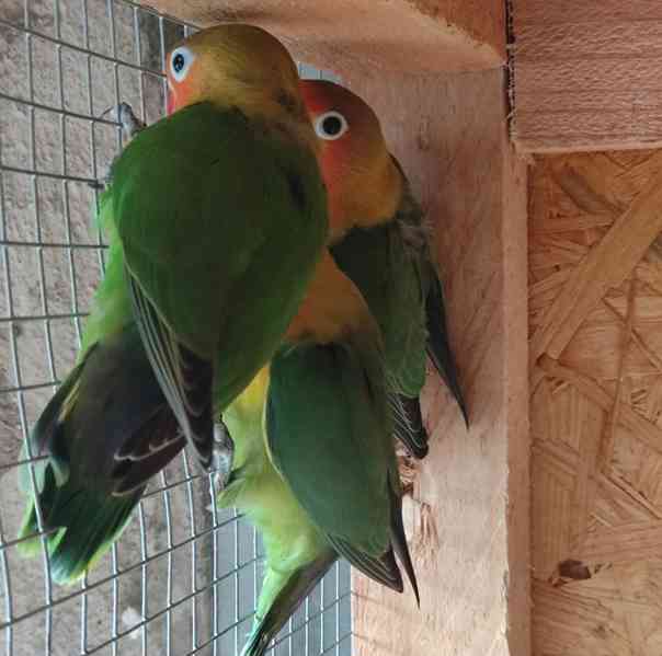 Agapornis Fischeri  - foto 4