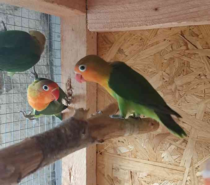 Agapornis Fischeri  - foto 7