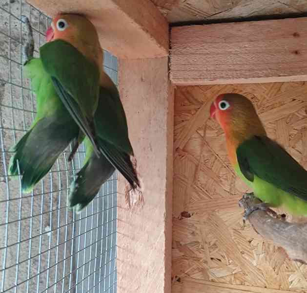 Agapornis Fischeri  - foto 9