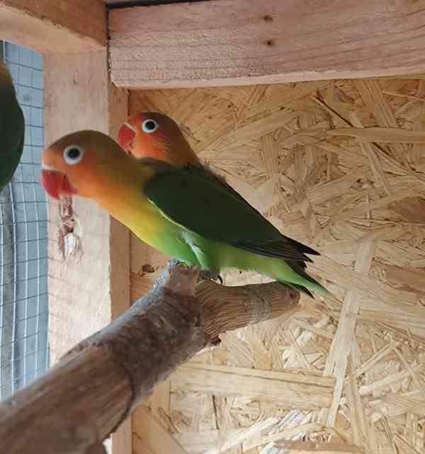 Agapornis Fischeri  - foto 11