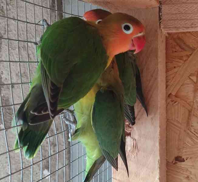 Agapornis Fischeri  - foto 2