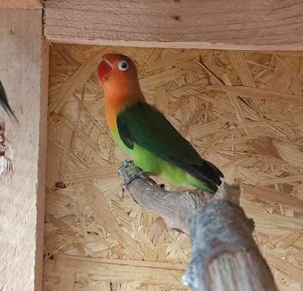 Agapornis Fischeri  - foto 8