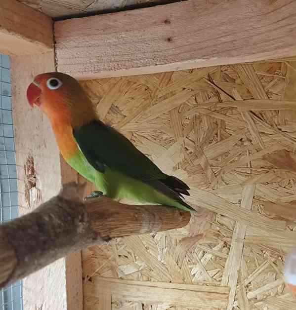 Agapornis Fischeri  - foto 12