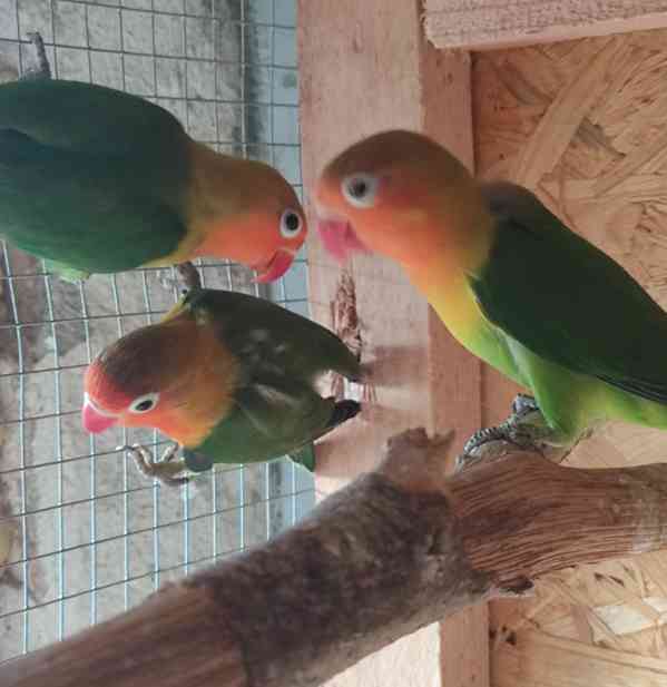 Agapornis Fischeri  - foto 3