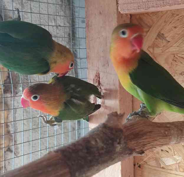 Agapornis Fischeri  - foto 5