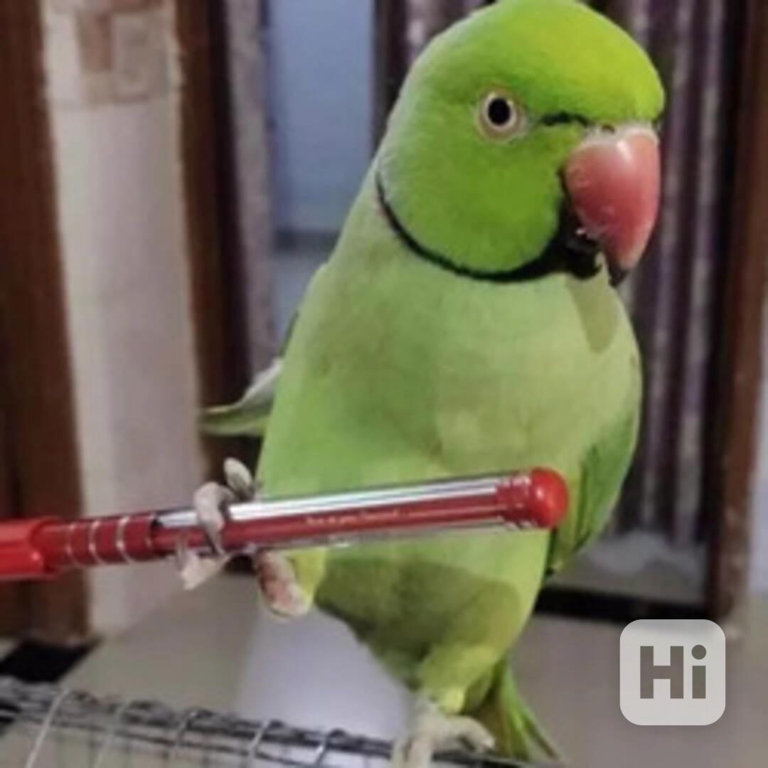 Prodej Alexander andulka - foto 1