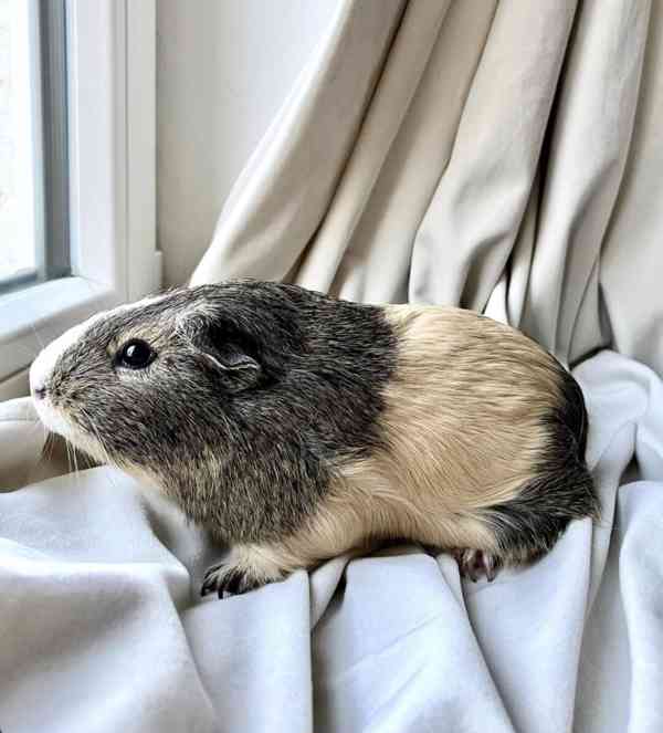 Arnošt z útulku Voříškov - foto 2