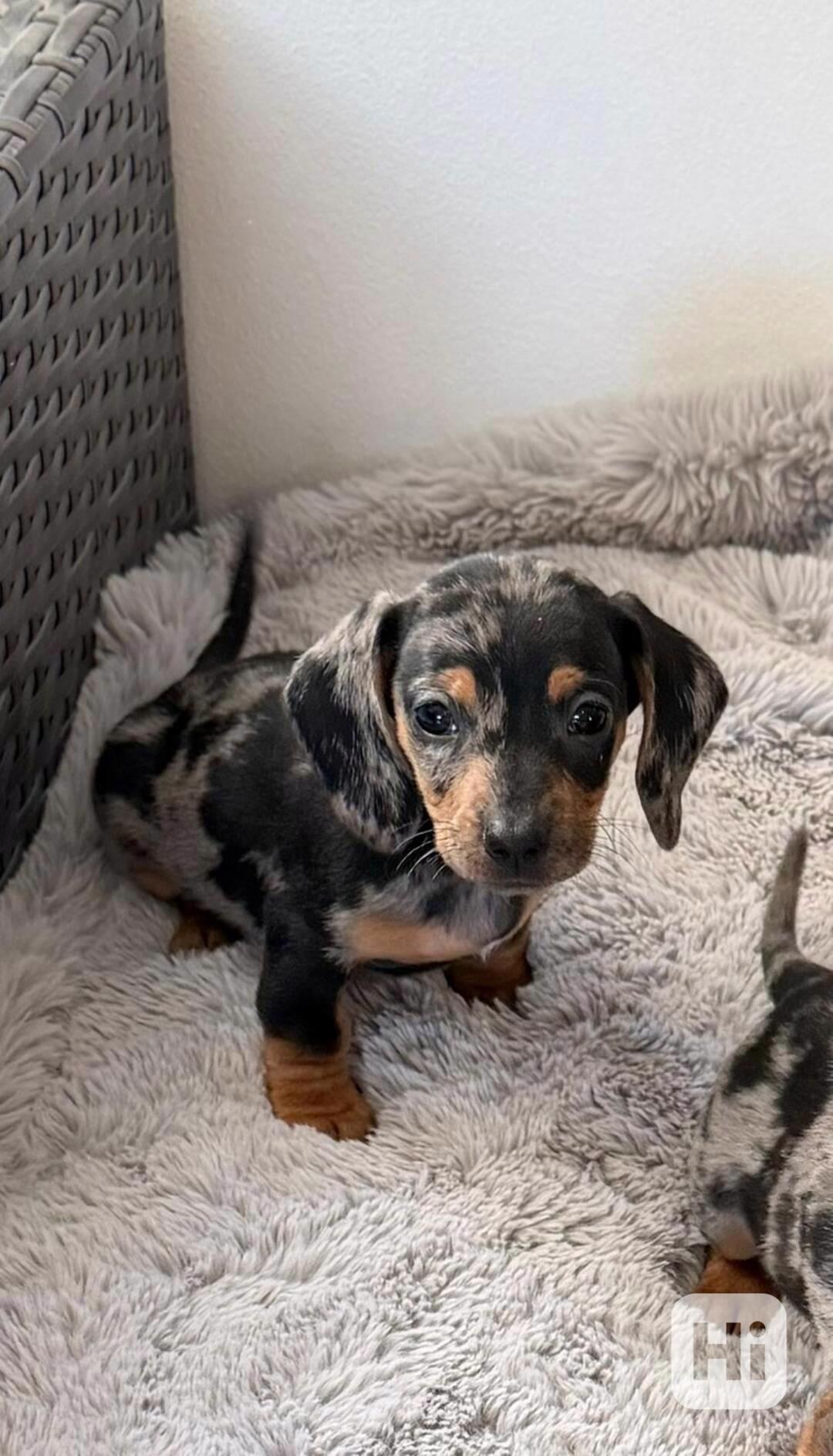 Merle Jezevčík hladkosrstý trpasličí bez PP  - foto 1