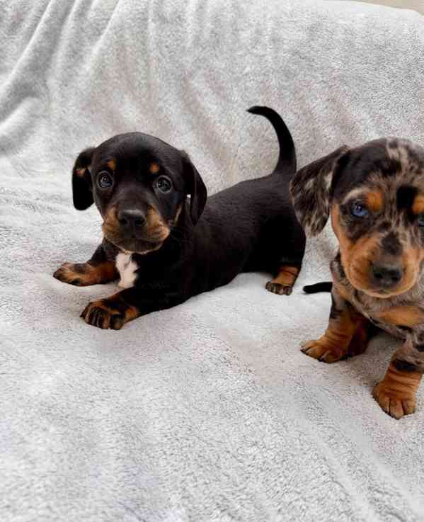 Jezevčík hladkosrstý trpasličí bez PP  - foto 1