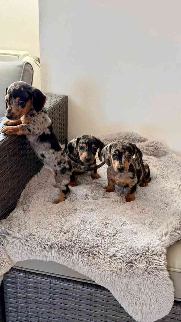 Merle Jezevčík hladkosrstý trpasličí bez PP  - foto 6