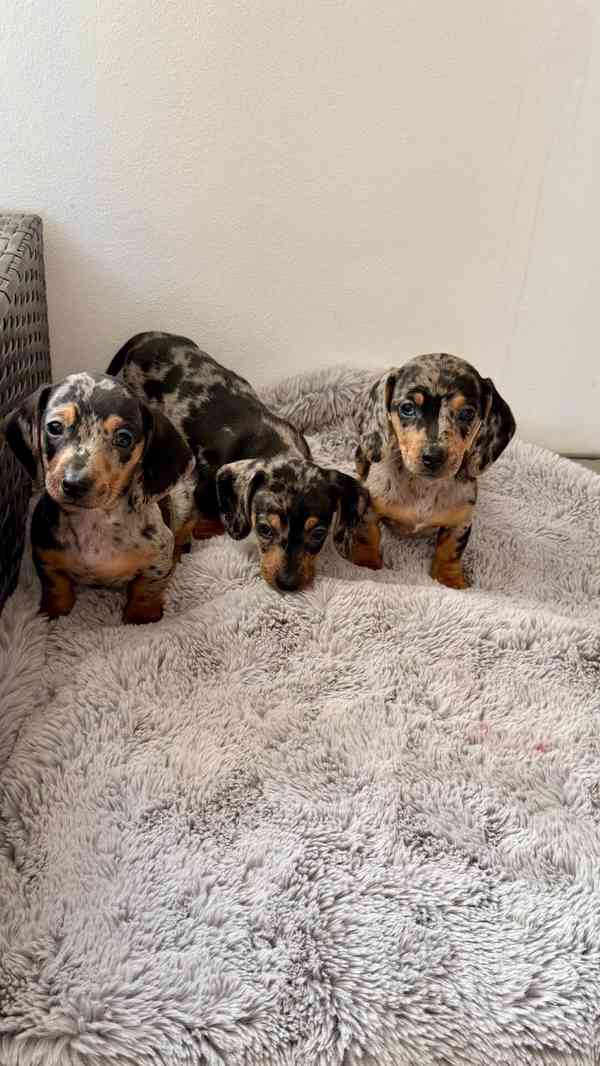 Merle Jezevčík hladkosrstý trpasličí bez PP  - foto 5