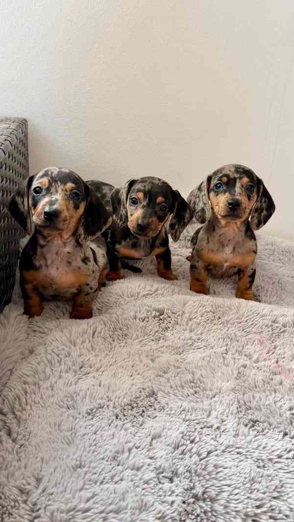 Merle Jezevčík hladkosrstý trpasličí bez PP  - foto 2