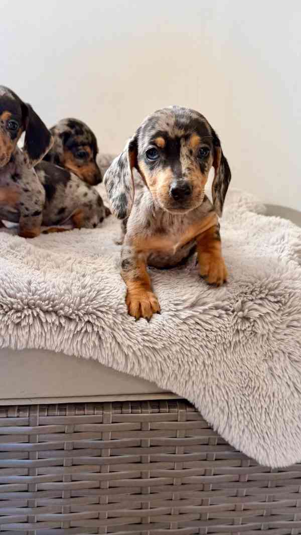 Merle Jezevčík hladkosrstý trpasličí bez PP  - foto 4